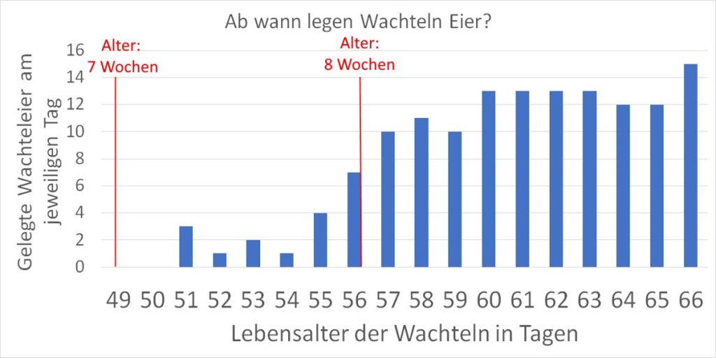 Ab wann legen Wachteln Eier? - Diagramm