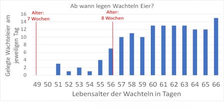 Schema: Ab wann legen Wachteln Eier?