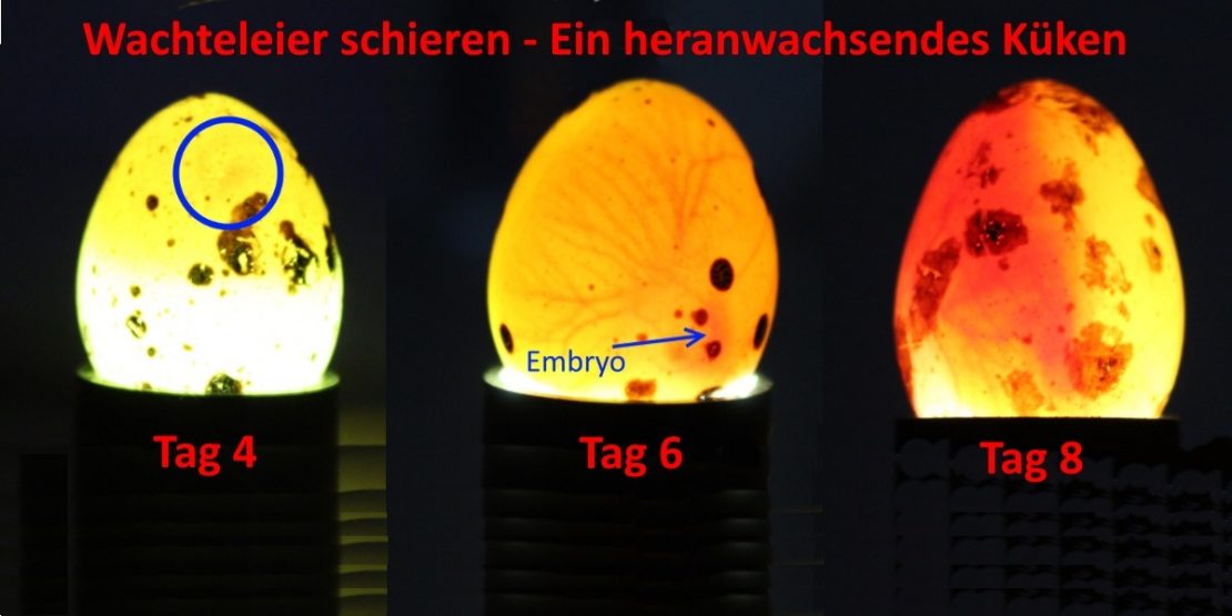 Mit einer Schierlampe befruchtete Eier erkennen