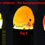 Mit einer Schierlampe befruchtete Eier erkennen