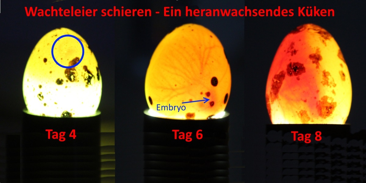 Befruchtete Eier erkennen Mit der Schierlampe kann man in das Ei sehen