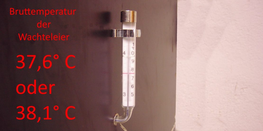 Bruttemperatur bei Wachteleiern