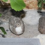 Gemeinsames Sandbad der Wachteln