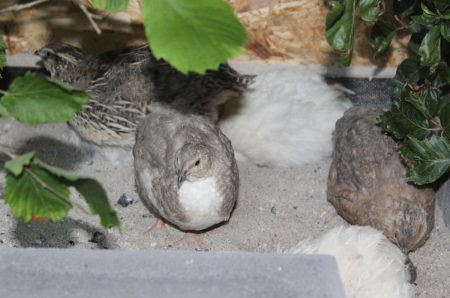 Gemeinsames Sandbad der Wachteln