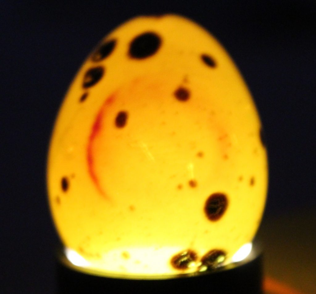 Befruchtete Eier erkennen: Mit der Schierlampe kann man in das Ei sehen