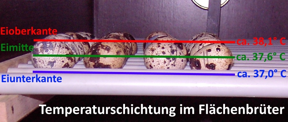 Temperaturschichtung im Flächenbrüter