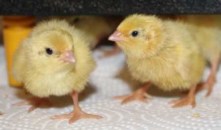 Wachtelküken ausbrüten - Küken direkt nach dem Schlupf