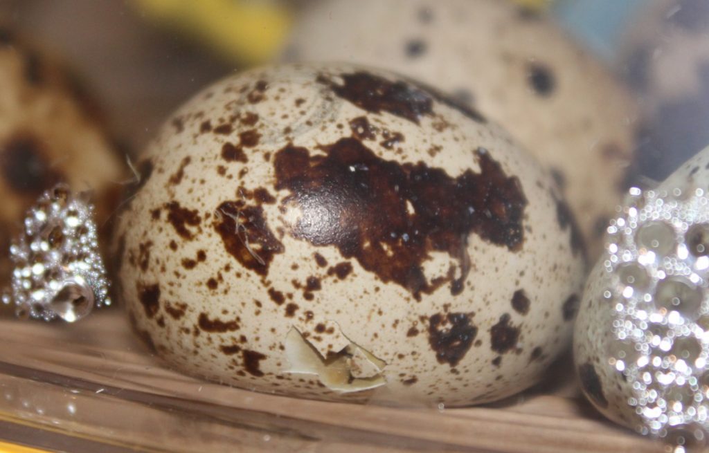 Wachtelküken durchbricht die Schale des Eies