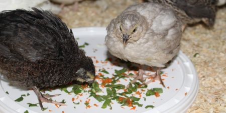 Jungwachteln fressen Frischfutter