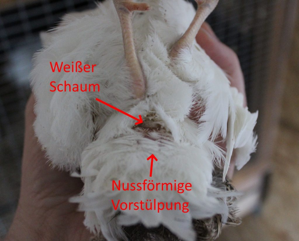 Kloakentest bei Wachteln