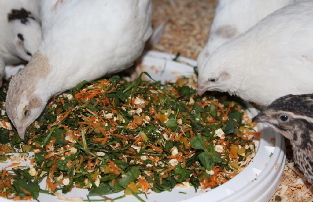 Wachteln fressen Klee, Paprika, Karotte und Haferflocken