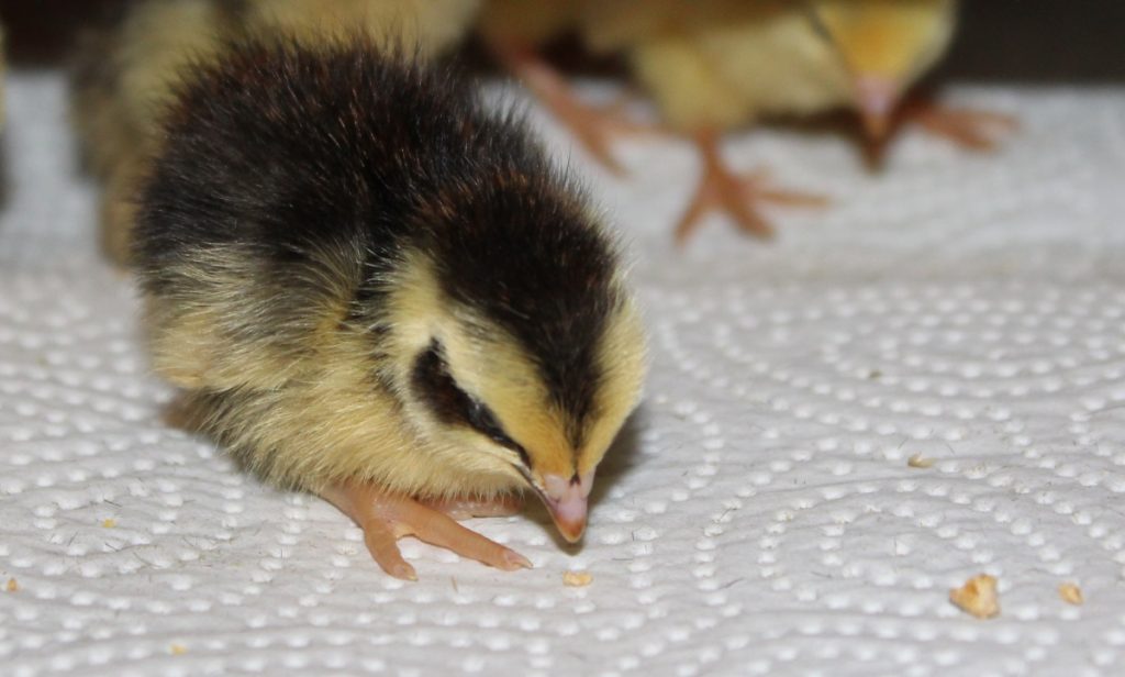 Wachtelküken pickt Futterkorn