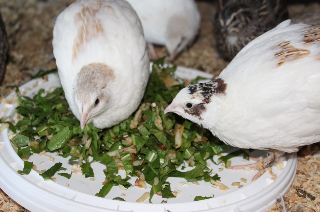 Gräser und Kräuter als Wachtelfutter