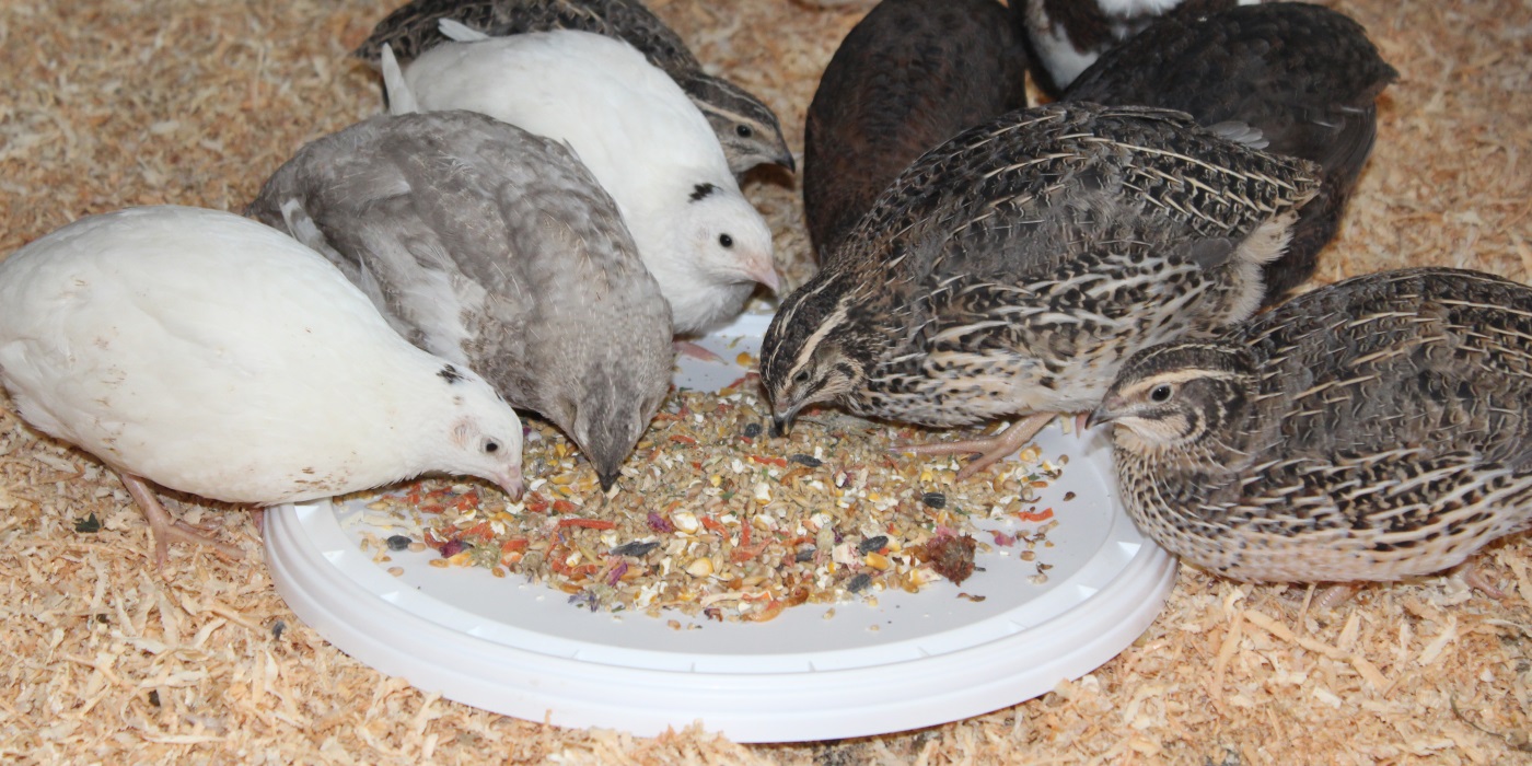Wachteln Futter WachtelGold Winterkorn 25kg - Wachtelfutter Ohne Gentechnik & Palmöl Wachtelfutter 25kg