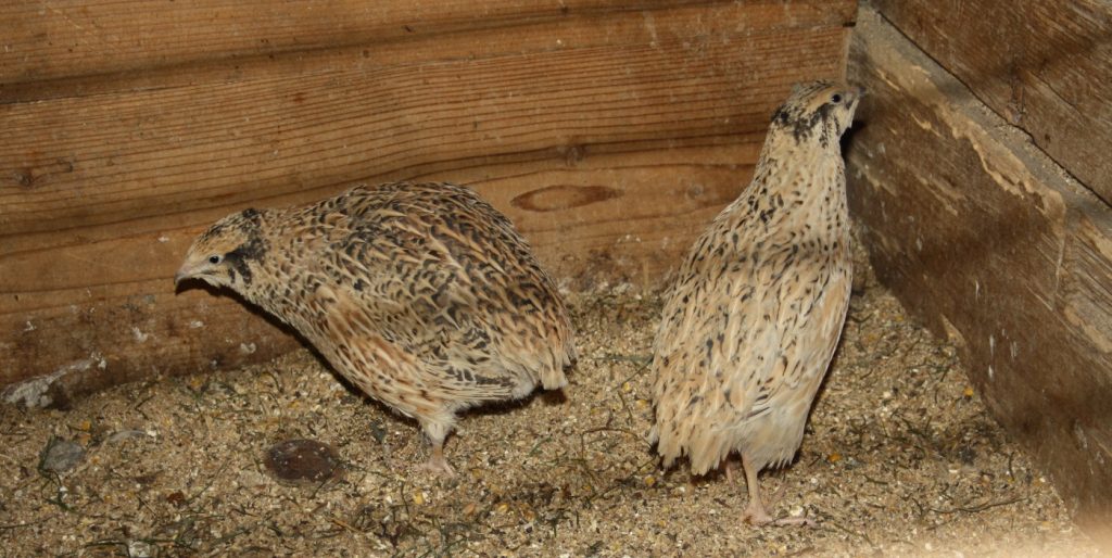 Wachteln müssen im Winter drinnen bleiben