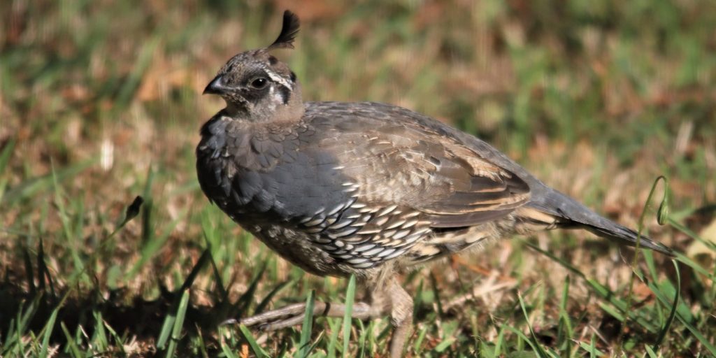 Wachtelarten Wachtel Wissen
